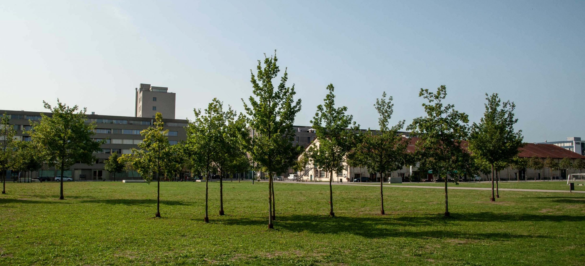 Junge Bäume auf der Wiese des Eulachparks.